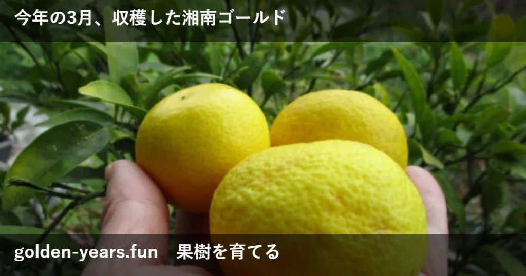 3月、収穫した湘南ゴールド