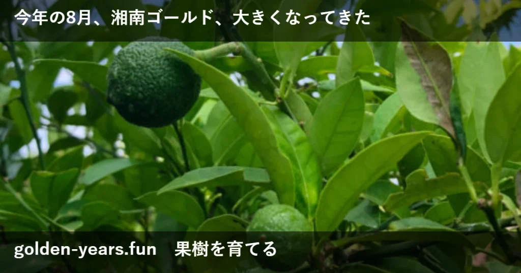 8月、今年も大きくなってきた湘南ゴールド