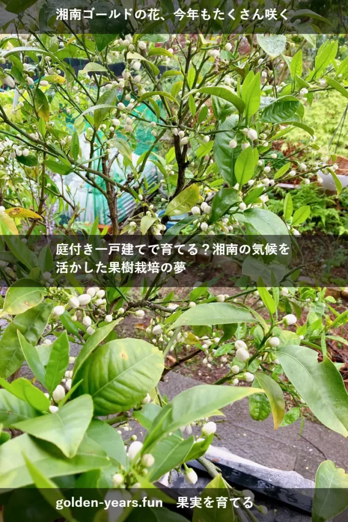 湘南ゴールドを鉢植えで育てる、今年の4月頃。花が咲いた。