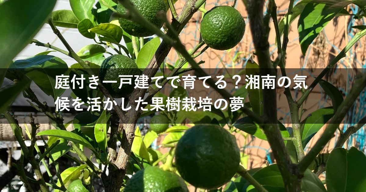 庭付き一戸建てで育てる？湘南の気候を活かした果樹（湘南ゴールド）栽培をしよう！