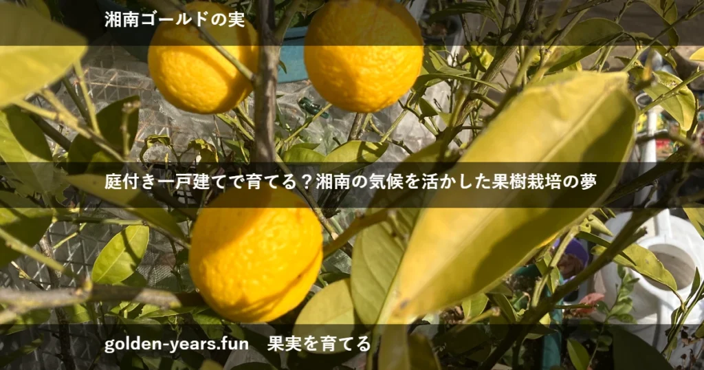 湘南ゴールドを鉢植えで育てる、今年の3月頃。収穫前夜。
