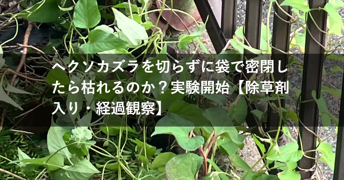 ヘクソカズラを切らずに袋で密閉したら枯れるのか？実験開始【除草剤入り・経過観察】