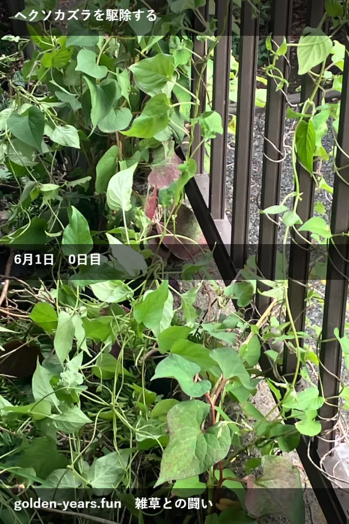 ヘクソカズラに除草剤・経過観察