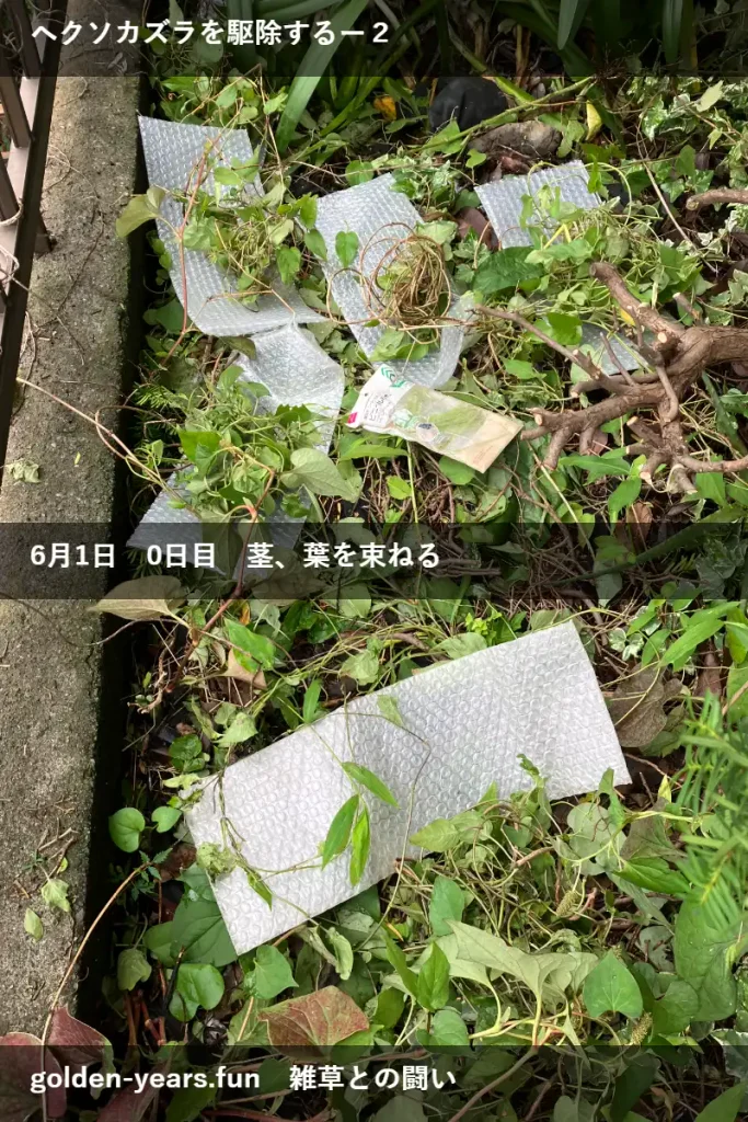 ヘクソカズラに除草剤・経過観察