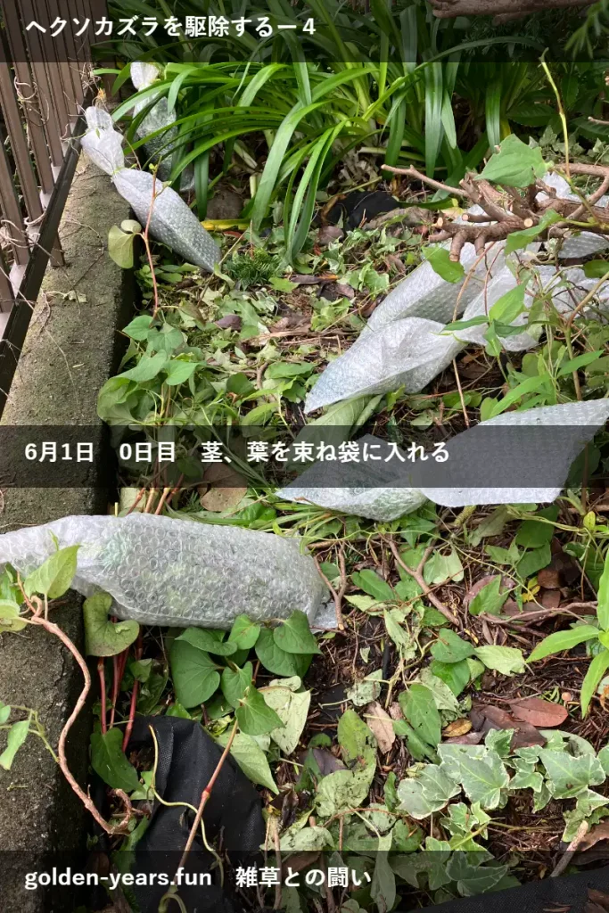 ヘクソカズラに除草剤・経過観察
