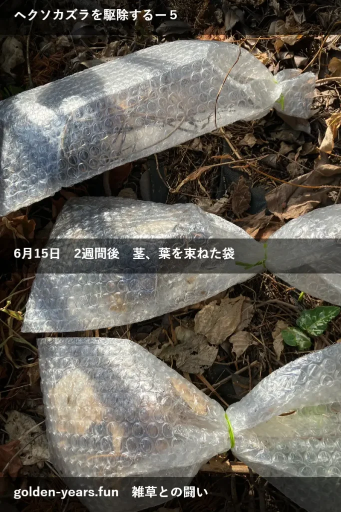 ヘクソカズラに除草剤・経過観察、袋に入れる、除草剤もかける