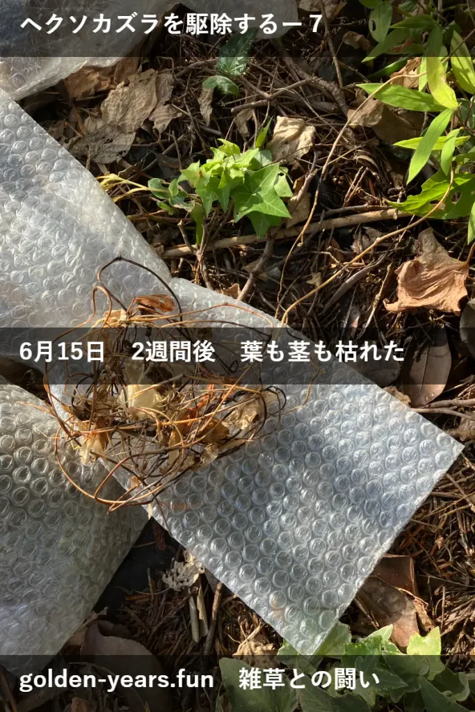 ヘクソカズラに除草剤・経過観察、2週間後、枯れた
