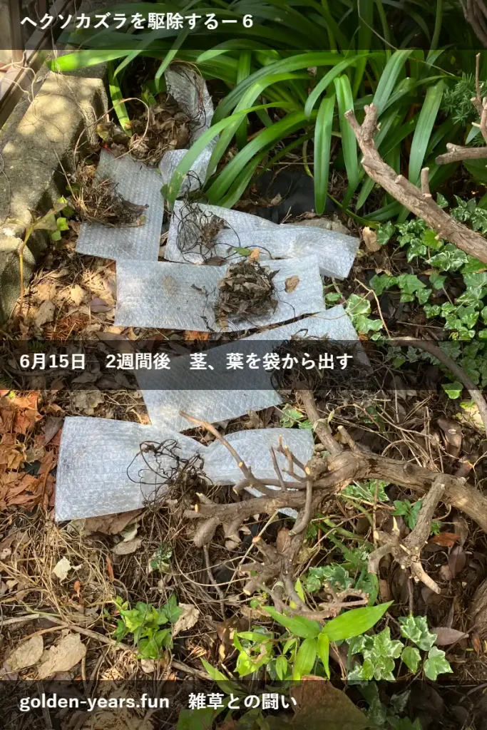 ヘクソカズラに除草剤・経過観察、枯れている