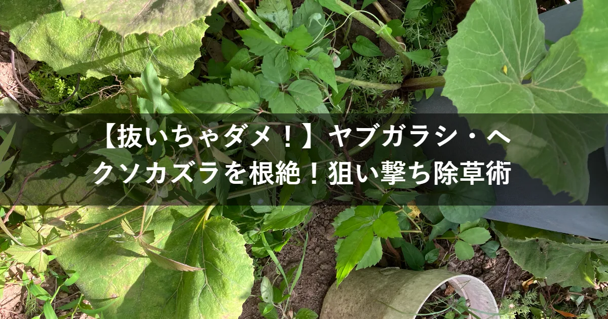 【抜いちゃダメ？】ヤブガラシ・ヘクソカズラを根絶！20年の失敗で気づいた「狙い撃ち除草術」
